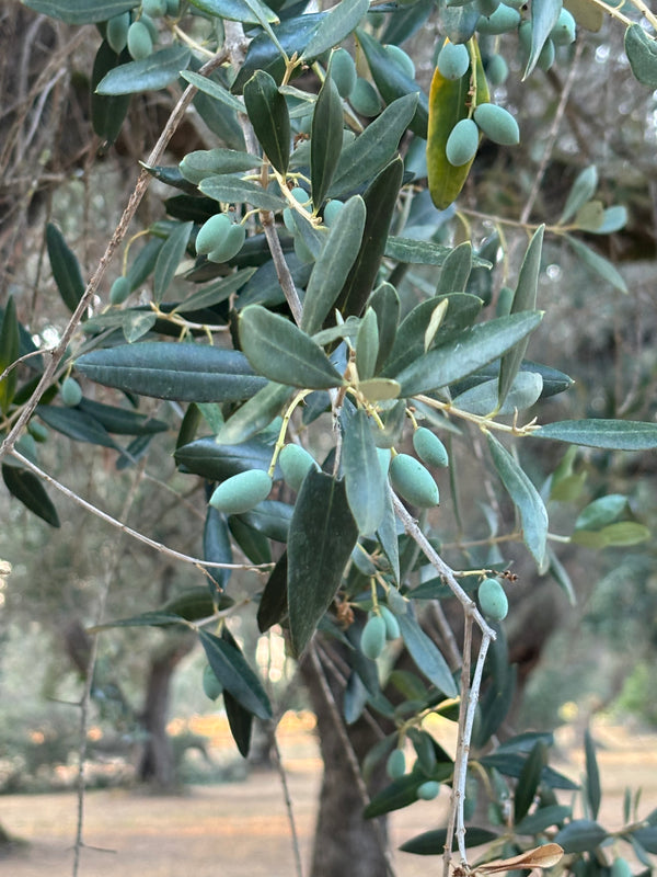 Ernte